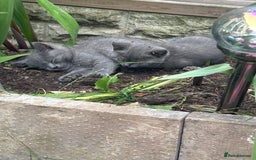 British Shorthair cats for sale: 5 British Shorthair kittens for sale - Image 5