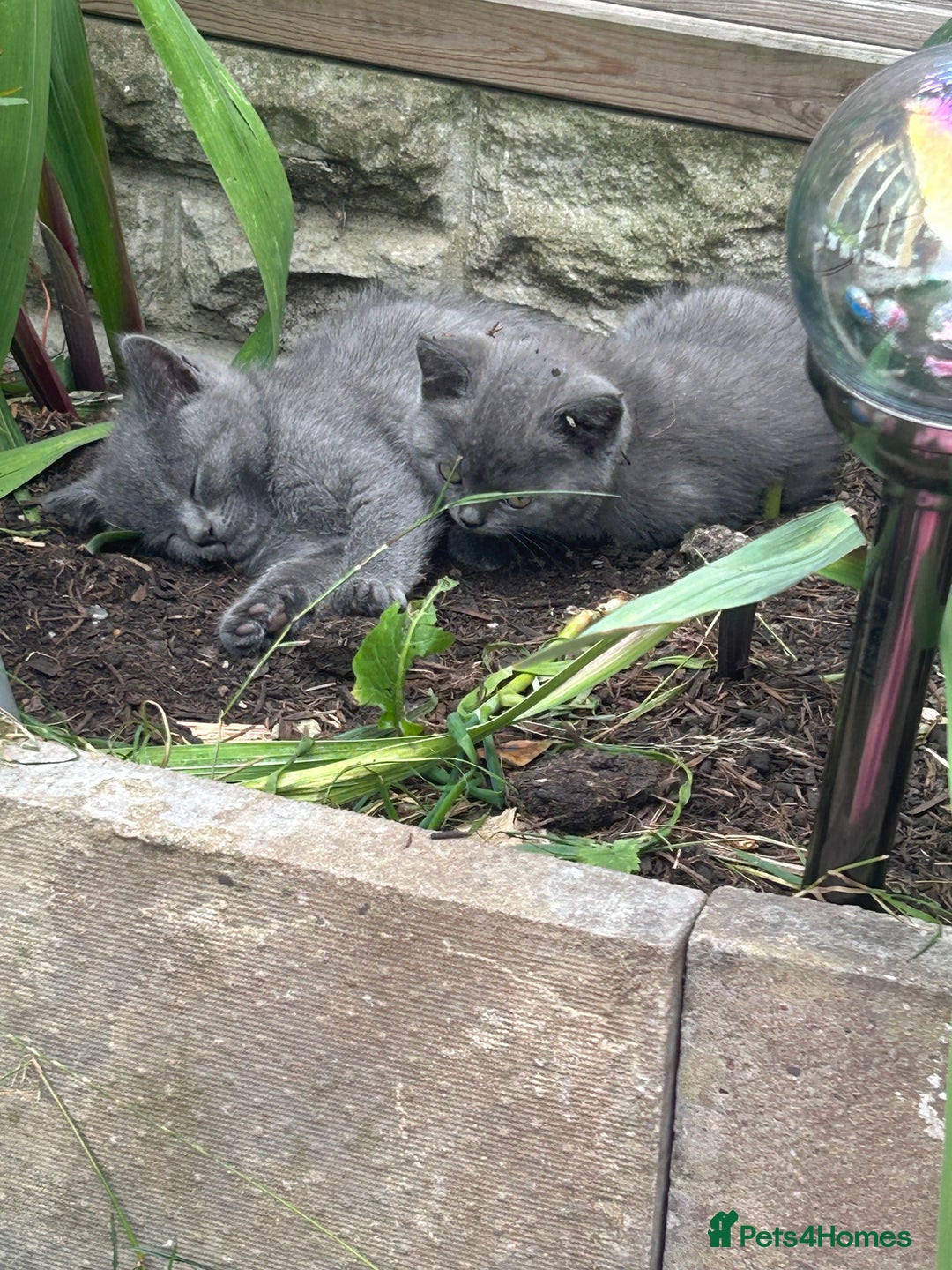 British Shorthair cats for sale: 5 British Shorthair kittens for sale - Image 5