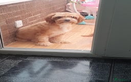 Cavapoo dogs for sale: Cavapoo Boy - Image 5