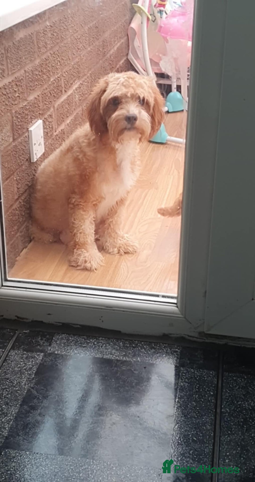 Cavapoo dogs for sale: Cavapoo Boy - Image 5