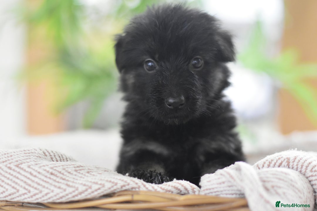 German Shepherd dogs for sale: KC registered 5 generation long coated GSD puppies - Advert 33