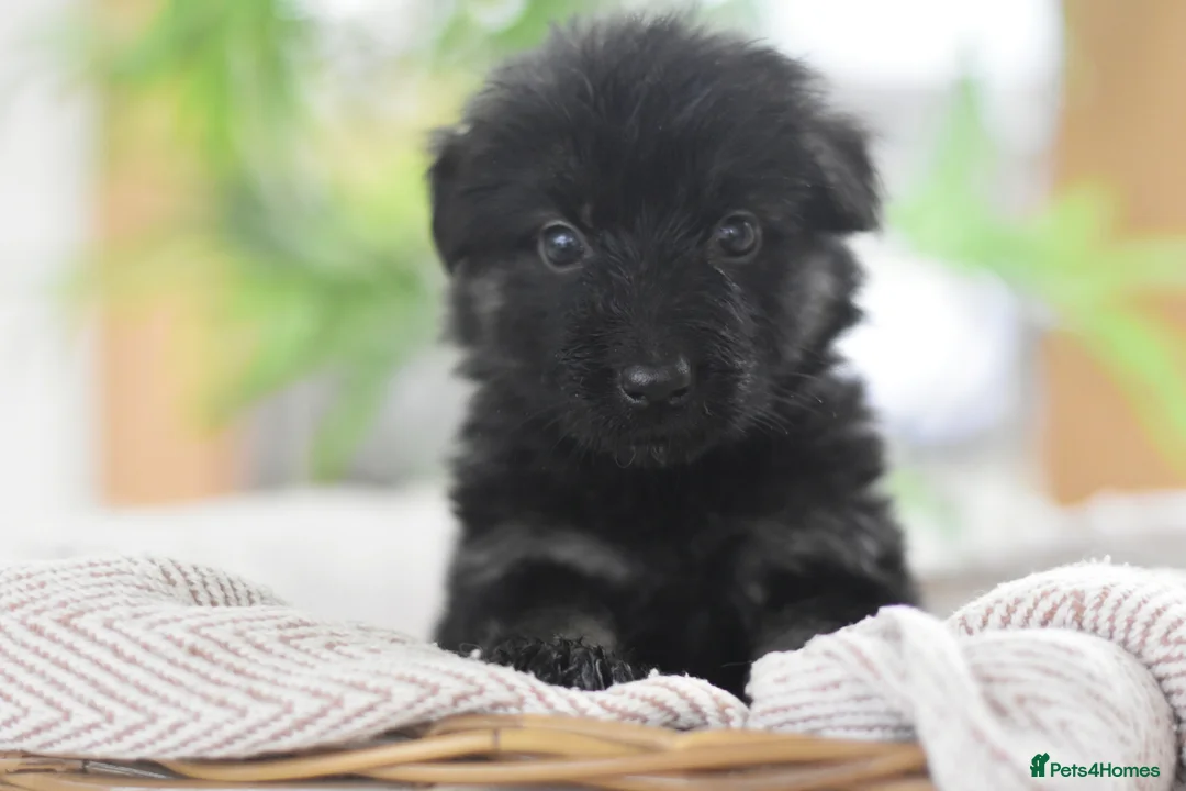 German Shepherd dogs for sale: KC registered 5 generation long coated GSD puppies - Advert 33