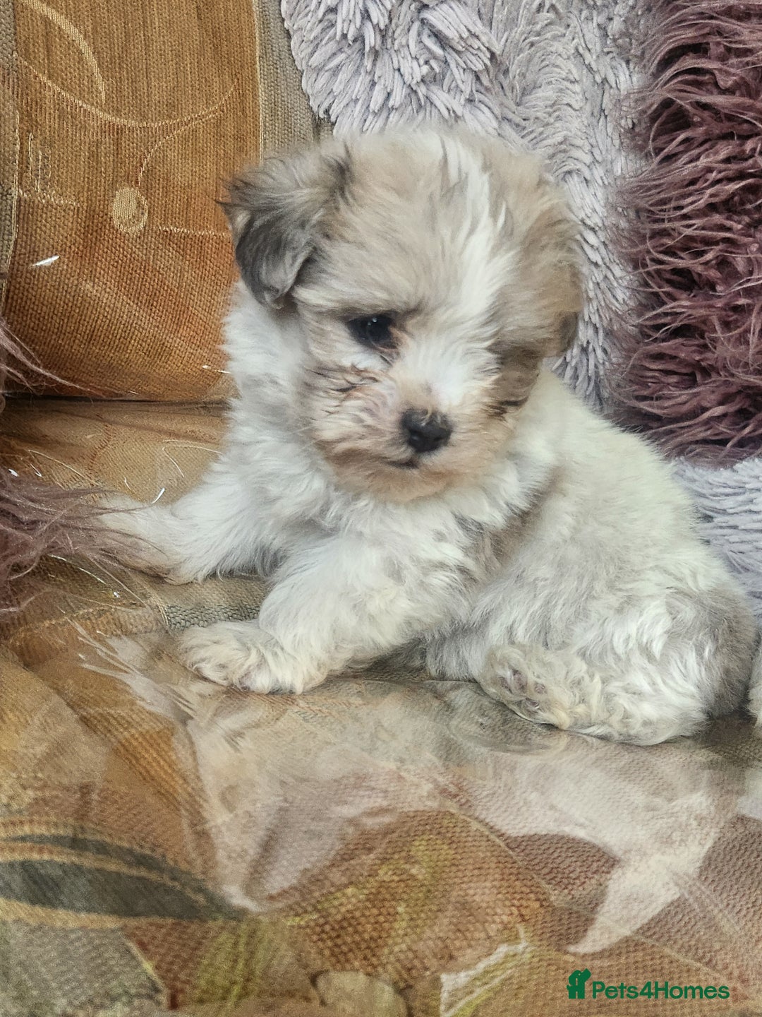 Zuchon dogs for sale: Billion frise x shizu pups 2 boys - Image 5