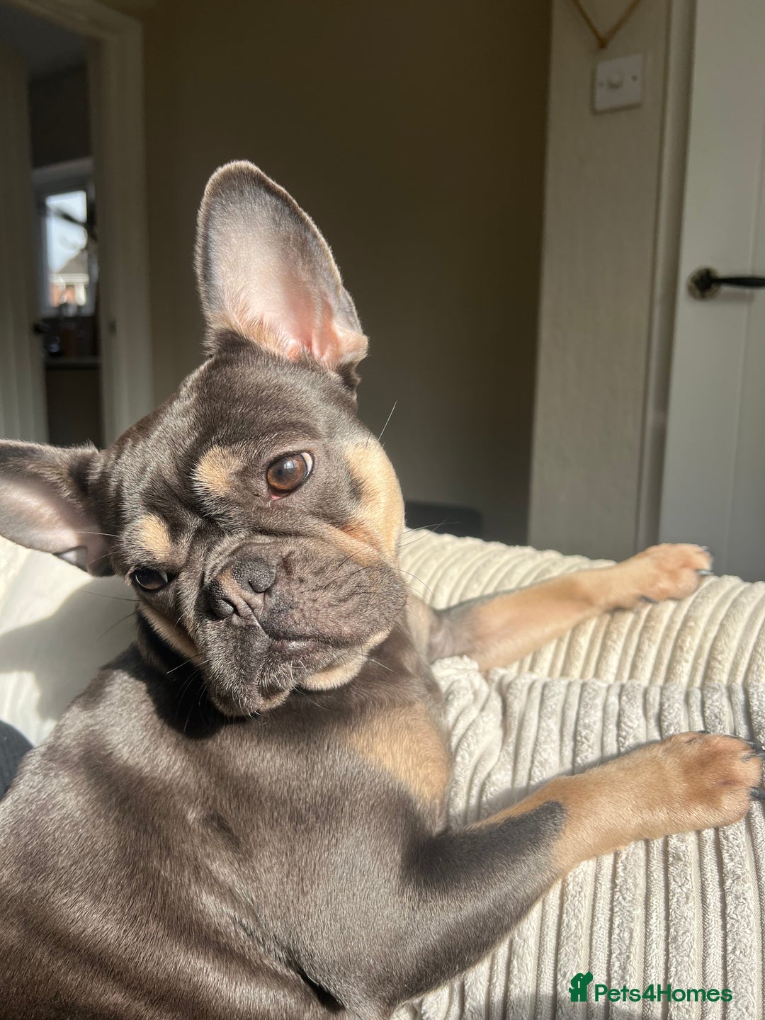 French Bulldog dogs for sale: 3 year old French bulldog  - Advert 4