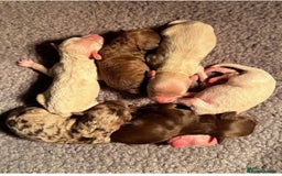 Toy Poodle dogs for stud: KC CHOCOLATE PHANTOM TOY POODLE in Willenhall - Image 17