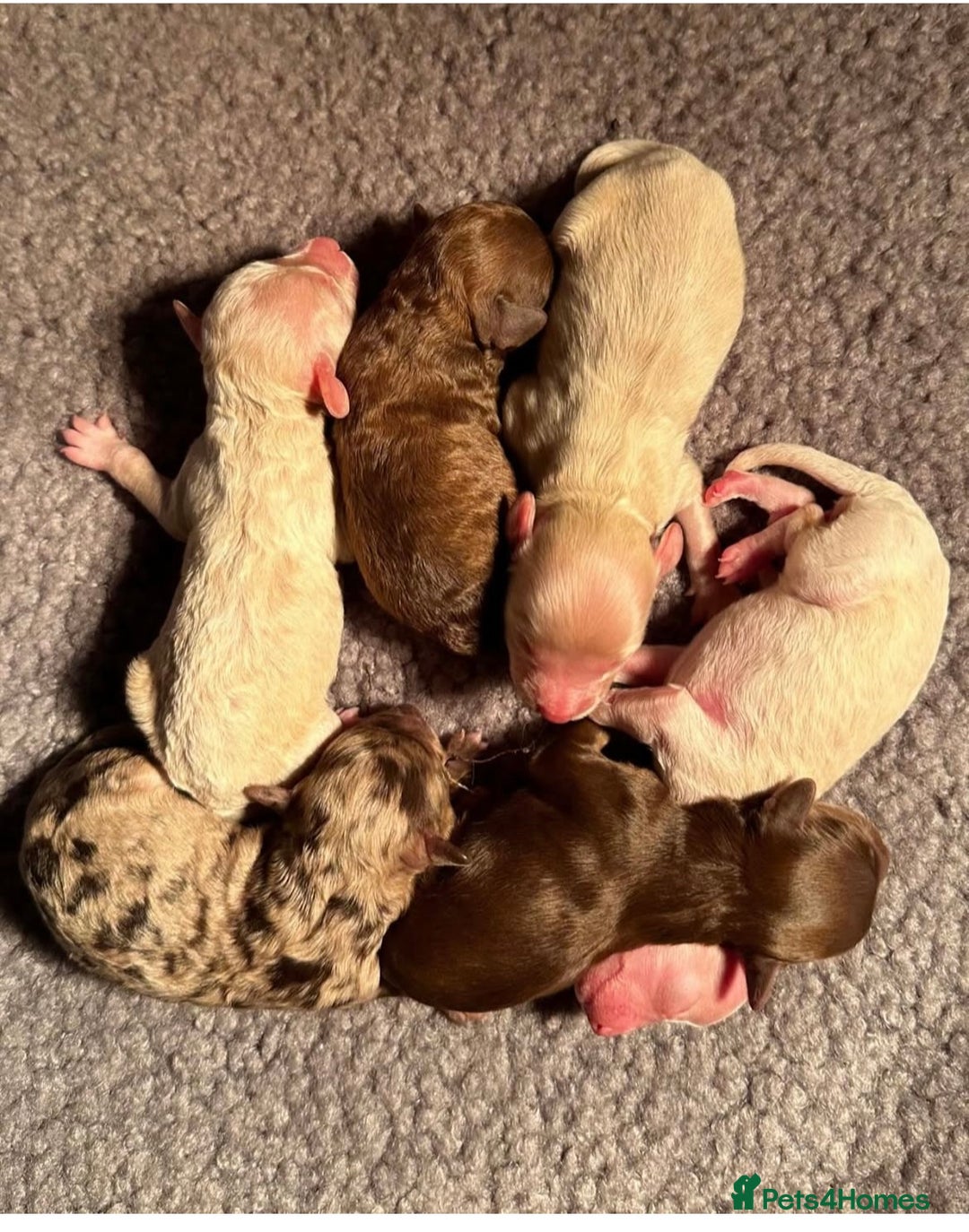 Toy Poodle dogs for stud: KC CHOCOLATE PHANTOM TOY POODLE in Willenhall - Image 17
