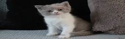British Shorthair cats for sale: TICA British Shorthair & Longhair Kittens  - Advert 12