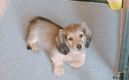 Miniature Dachshund dogs for sale: Long haired Shaded cream, 5 ⭐ licenced breeder - Image 12