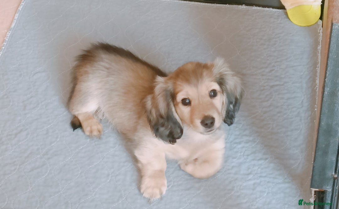 Miniature Dachshund dogs for sale: Long haired Shaded cream, 5 ⭐ licenced breeder - Image 12