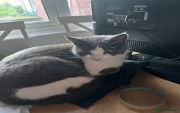 British Shorthair cats for sale: Meet 4 year olds Nacho and Patch - Image 2