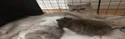 Persian cats for sale: Stunning Persian chinchilla kittens  - Advert 26