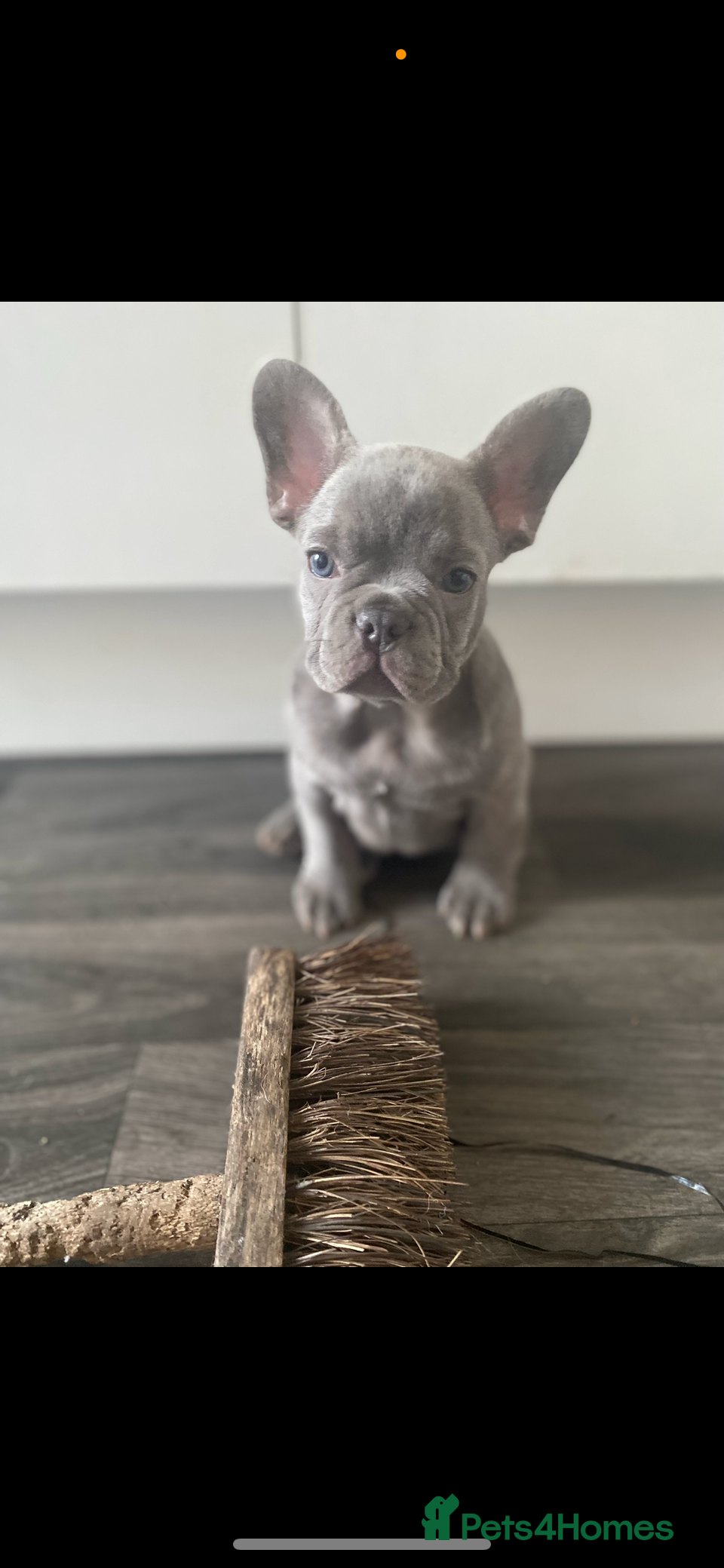 French Bulldog dogs River boy  - Advert 18