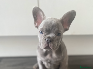 French Bulldog dogs River boy - Advert 17