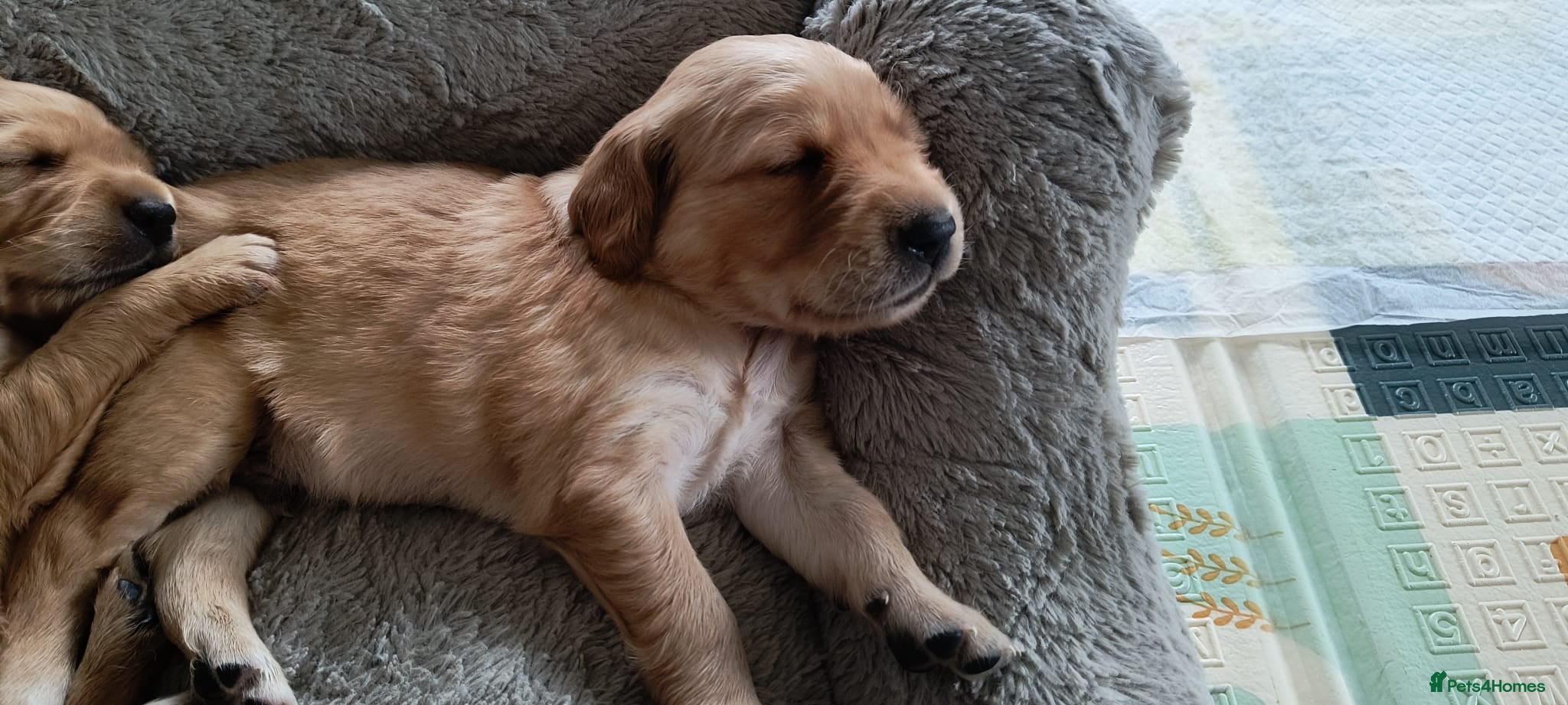 Golden Retriever dogs KC Registered Golden Retriever Pups Ready 7th June - Advert 7
