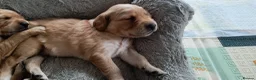 Golden Retriever dogs for sale: KC Registered Golden Retriever Pups Ready 7th June - Advert 1