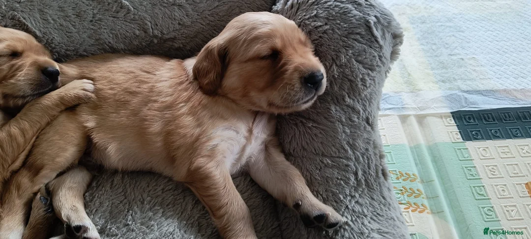 Golden Retriever dogs for sale: KC Registered Golden Retriever Pups Ready 7th June - Advert 1