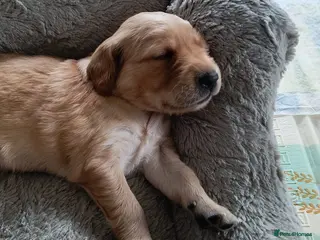 Golden Retriever dogs KC Registered Golden Retriever Pups Ready 7th June - Advert 2