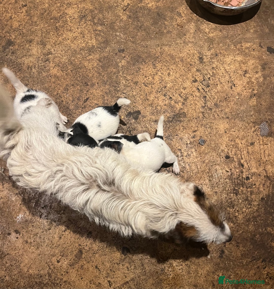 Jack Russell dogs for sale: 4 stunning playful Jack Russell puppies - Image 2