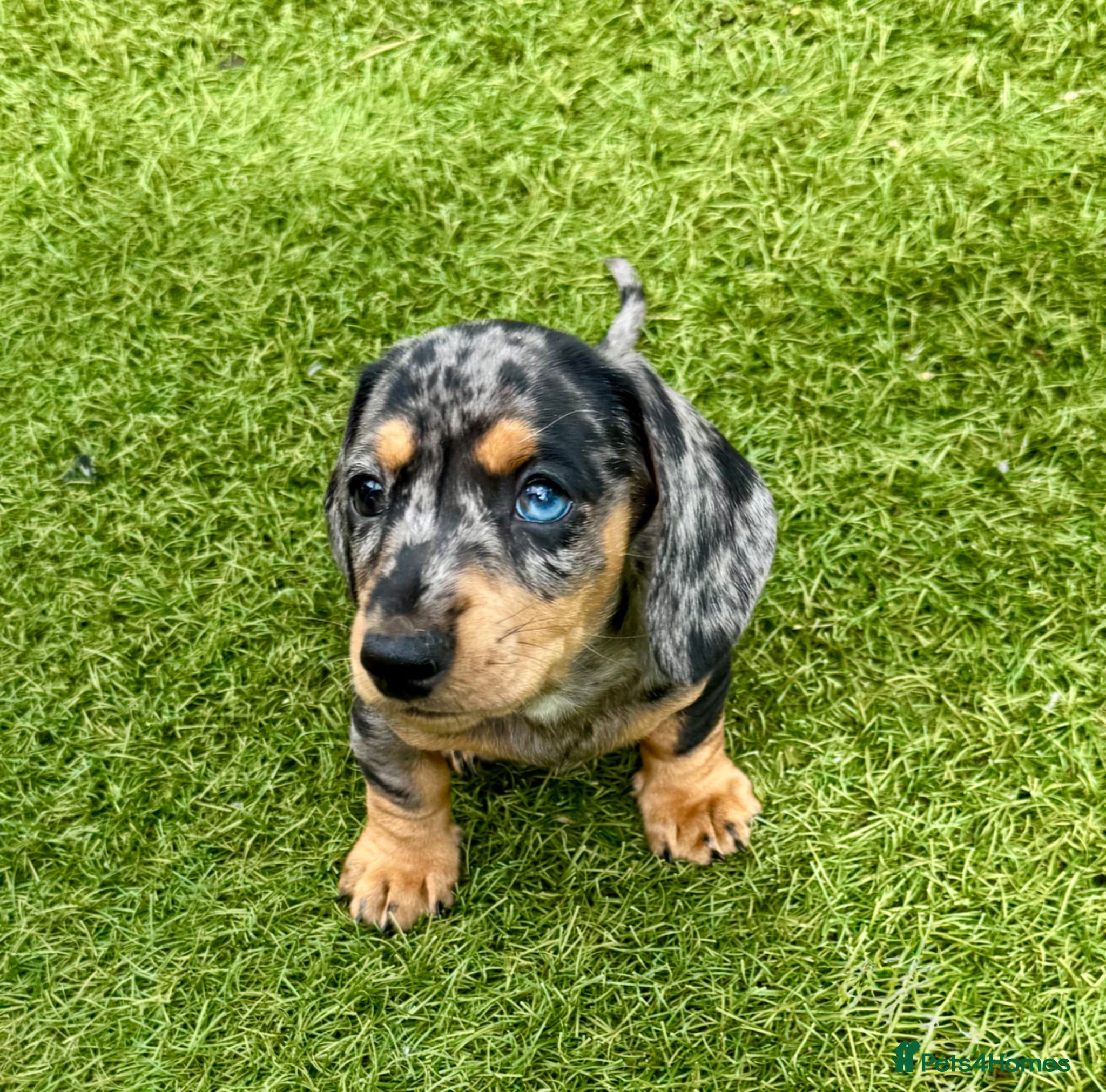 Miniature Dachshund dogs READY TO LEAVE, KC reg Mini dachshund pupies  - Advert 1