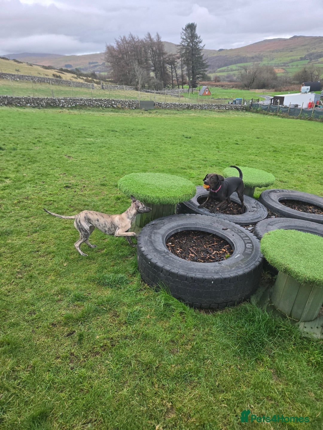 Whippet dogs for sale: Dory is looking for her forever home 🩷 - Advert 5