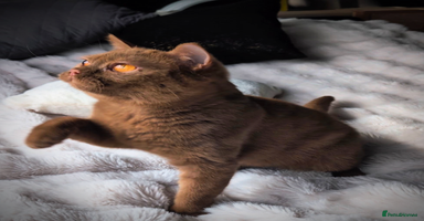 British Shorthair cats - Advert 4
