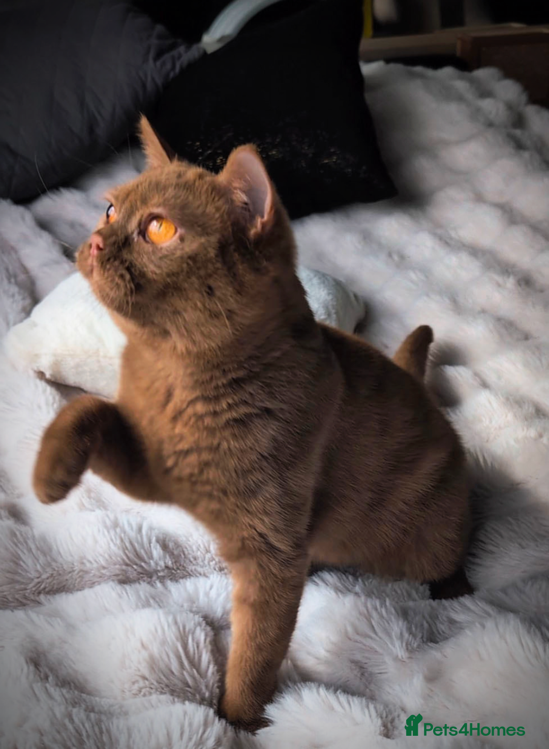 British Shorthair cats for stud: 💦CINNAMON BSH❣️GCCF & TICA active💙STUD 🩸Blood B - Image 3