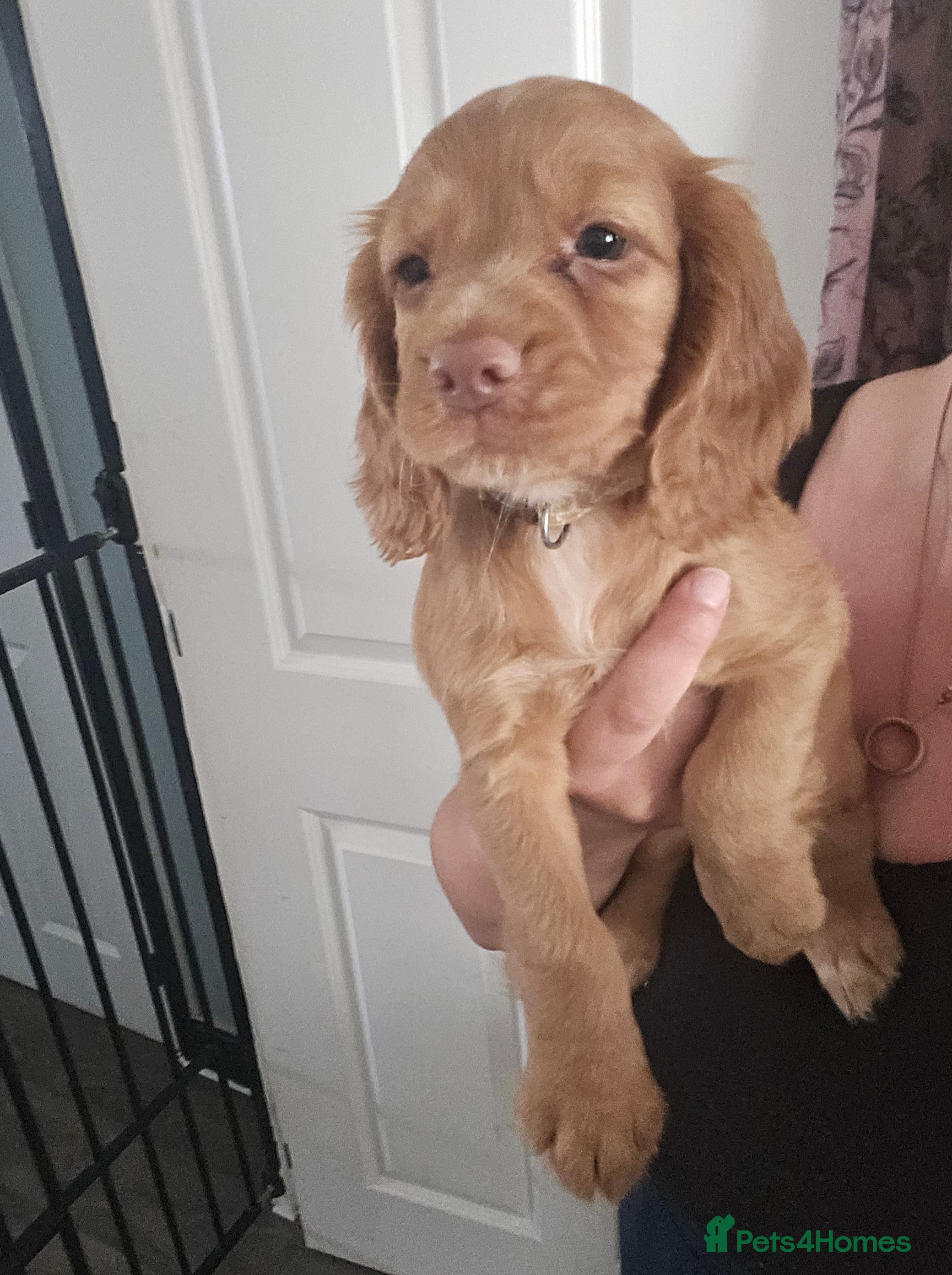Cocker Spaniel dogs Working Cocker spaniel pups - Advert 2