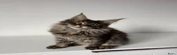 Maine Coon cats for sale: XL Russian Cubs 💚 - Advert 3
