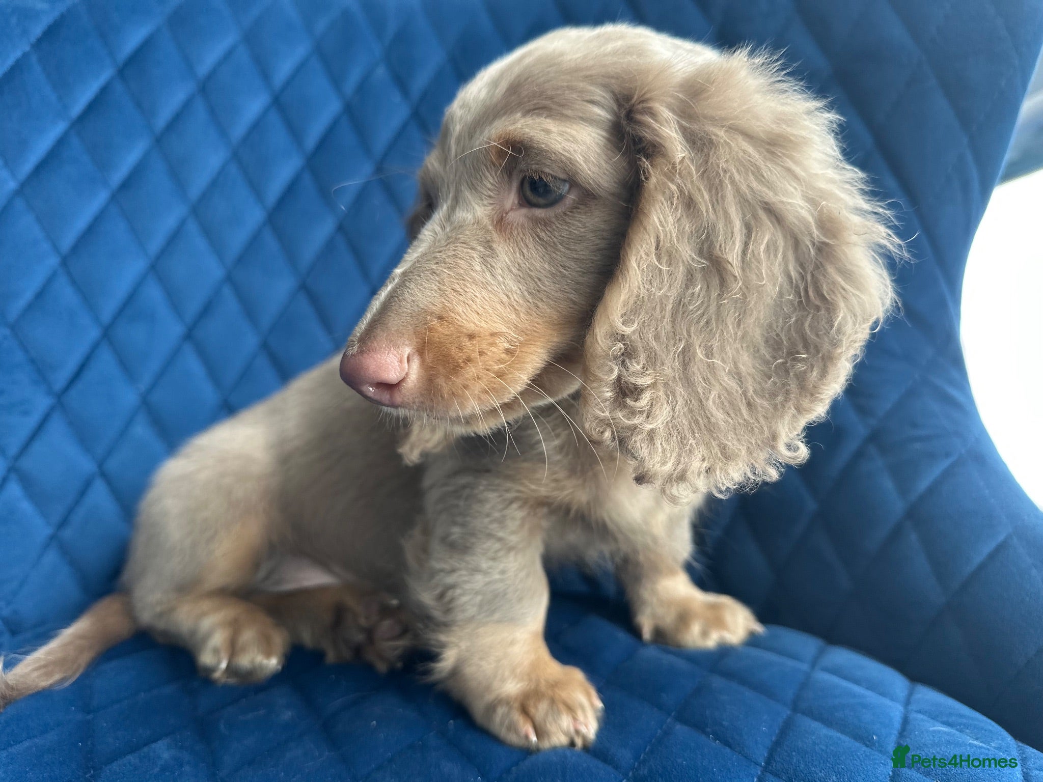 Miniature Dachshund dogs for sale: ✨👑MINI LONG HAIRED DACHSHUND👑✨KC ✨HEALTH TESTED  - Advert 1