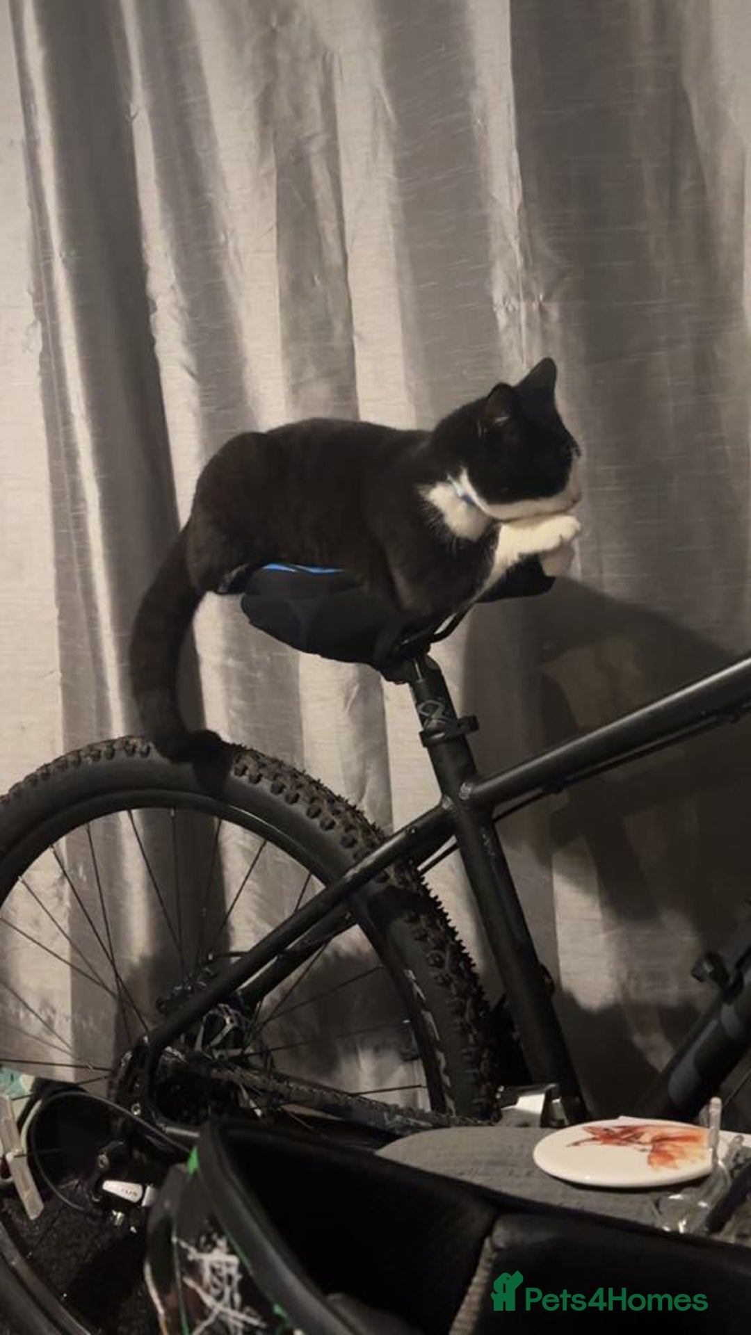 Domestic Shorthair cats for sale: Free to a good home  - Image 6
