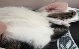 Mixed Breed cats for sale: Male kitten looking for his forever home free - Image 2