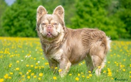 French Bulldog dogs for stud: Affordable High Quality, Dna Fluffy Frenchie Studs - Image 2