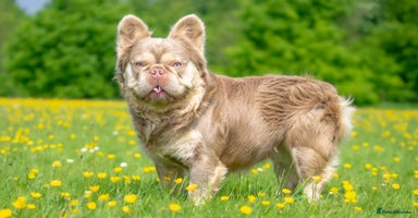 French Bulldog dogs - Advert 10