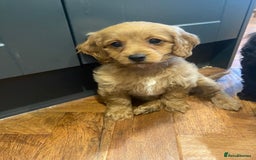 Cavapoochon dogs for sale: Gorgeous litter of Cavapoochon  - Image 12