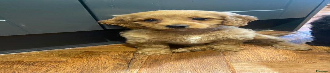 Cavapoochon Puppy 5