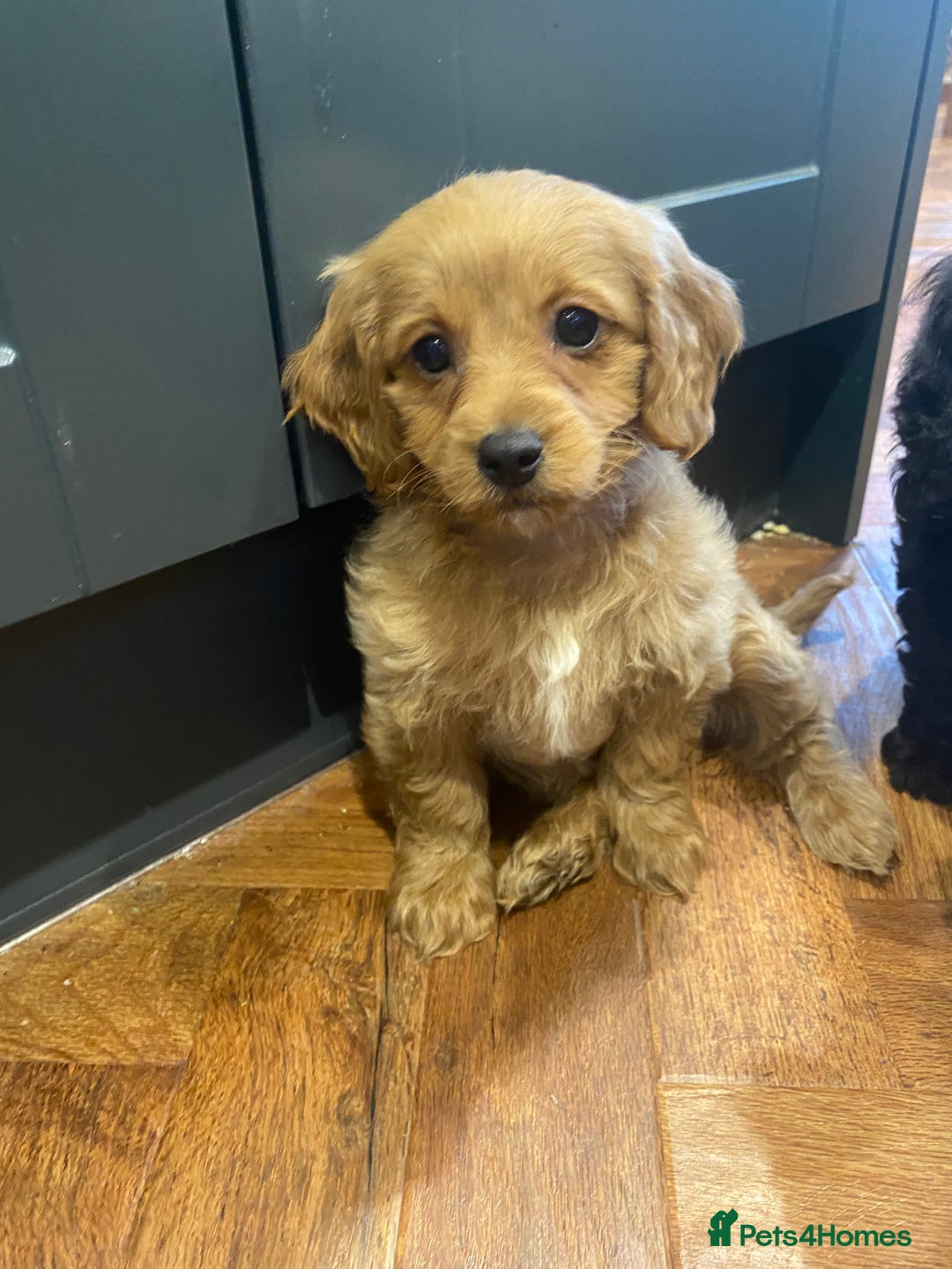 Cavapoochon dogs for sale: Gorgeous litter of Cavapoochon  - Image 12