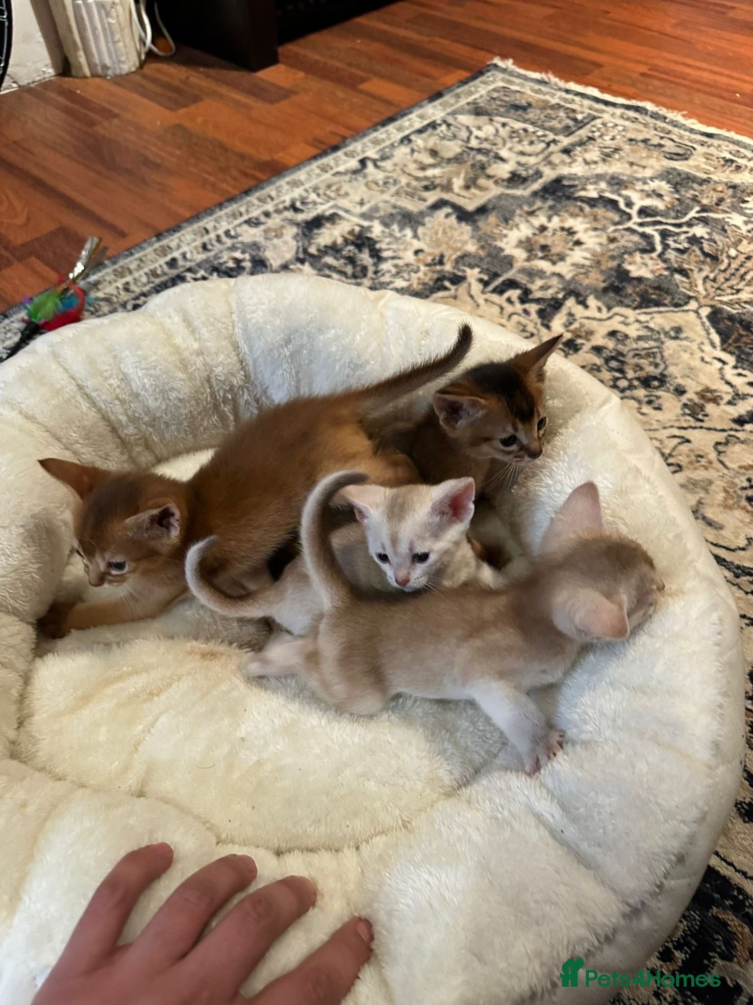 Abyssinian cats ❤️🏆 Outstanding Abyssinian Kittens Available 🏆❤️ - Advert 2
