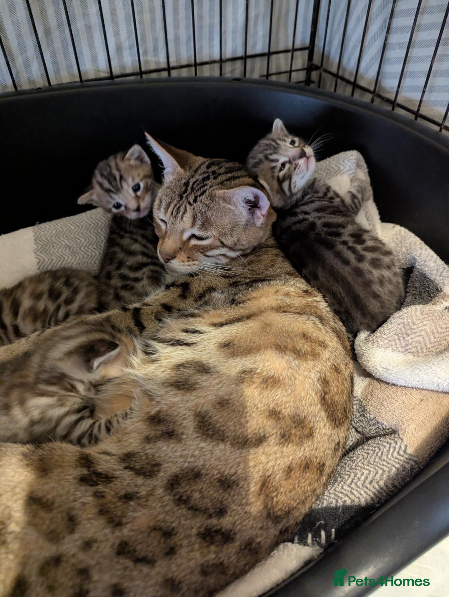 Bengal cats 😻😻 Beautiful Bengal Cross Kittens For Sale 😻😻 - Advert 5