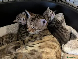 Bengal cats 😻😻 Beautiful Bengal Cross Kittens For Sale 😻😻 - Advert 5