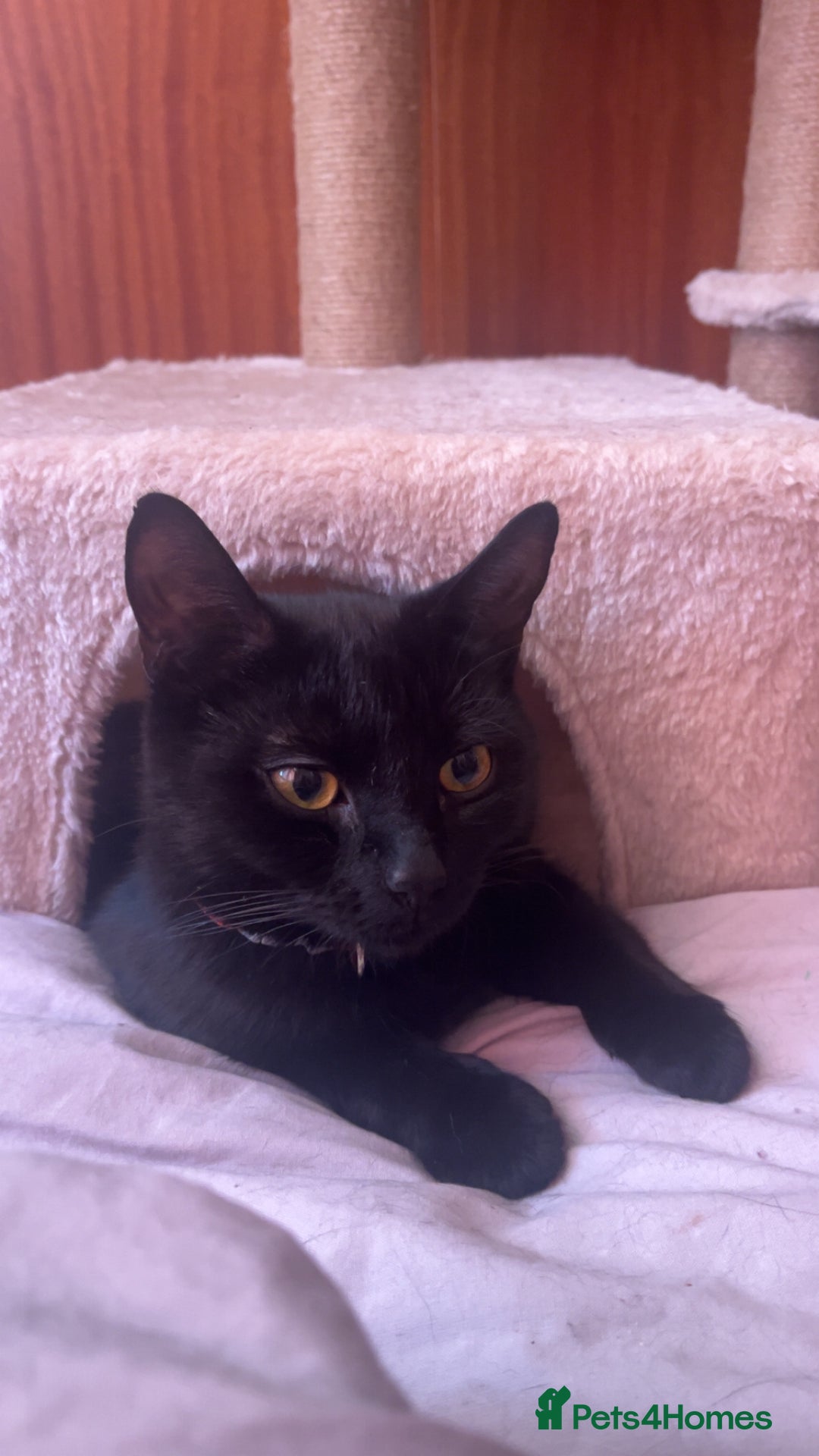 Mixed Breed cats for sale: 2 KITTENS 1 MALE 1 FEMALE  - Advert 7