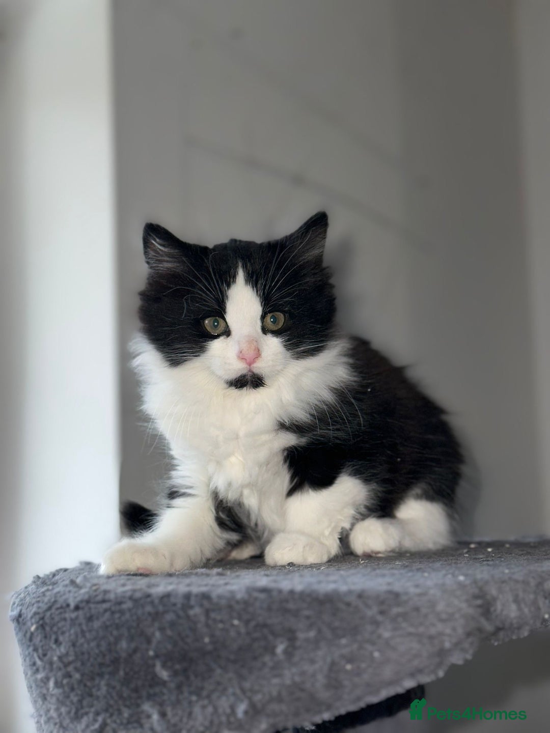 Mixed Breed cats for sale: 4 Maine coon kittens available now  - Advert 15