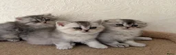 Scottish Fold cats for sale: Adorable Scottish Fold Kittens  - Advert 20