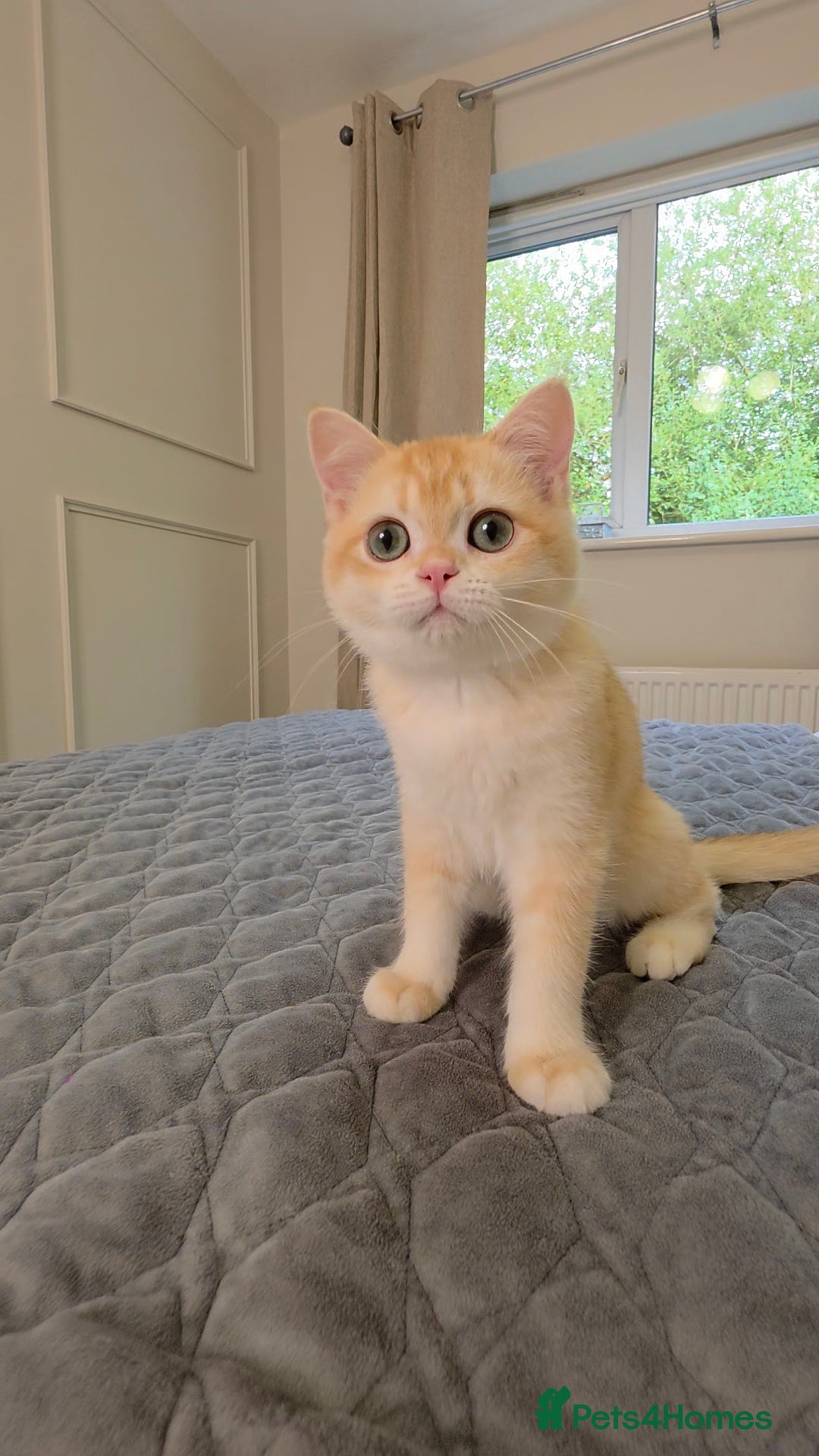 British Shorthair cats GCCF Lilac & Chocolate Golden Kittens | Ready Now - Advert 2