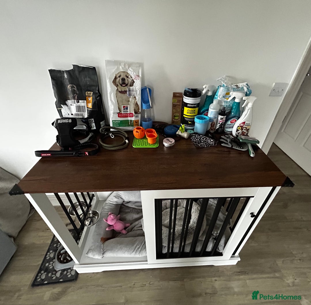 Akita dogs for sale: American Akita puppy looking for new home - Advert 10