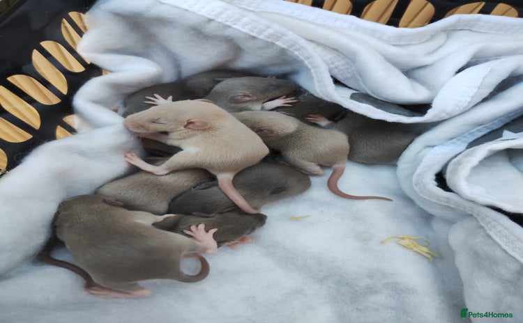 Rat rodents - Advert 1