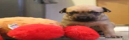 Mixed Breed dogs for sale: Bull herders  - Advert 10