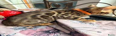 Bengal 5
