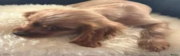 Cockalier dogs for sale: Cockalier puppies - health tested parents - Advert 12