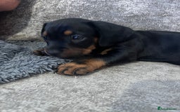 Mixed Breed dogs for sale: Miniature dachshund X French bulldog  - Image 38