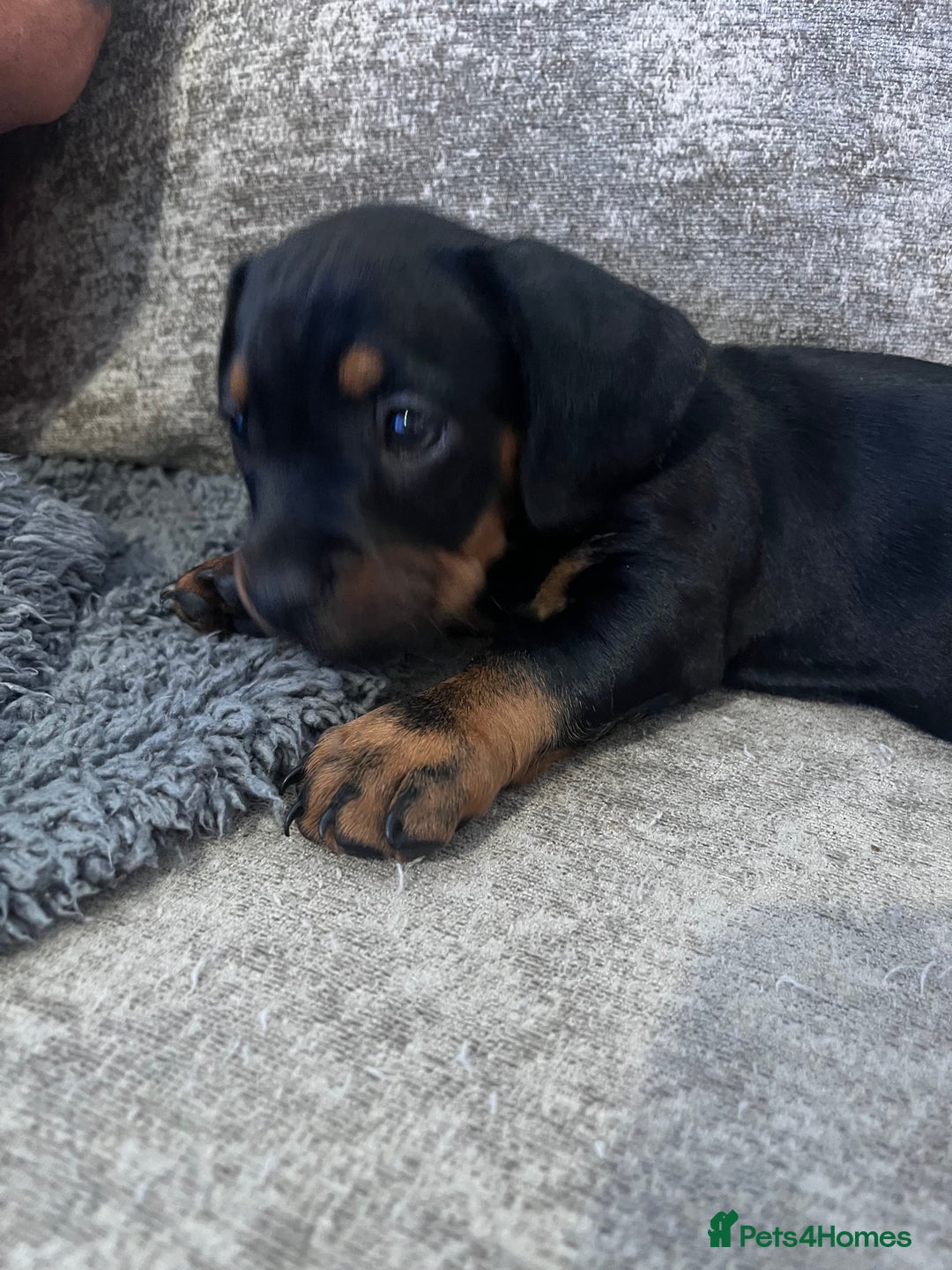 Mixed Breed dogs for sale: Miniature dachshund X French bulldog  - Image 38